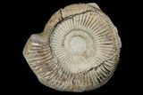 Ammonite In Septarian - Madagascar #113491-1